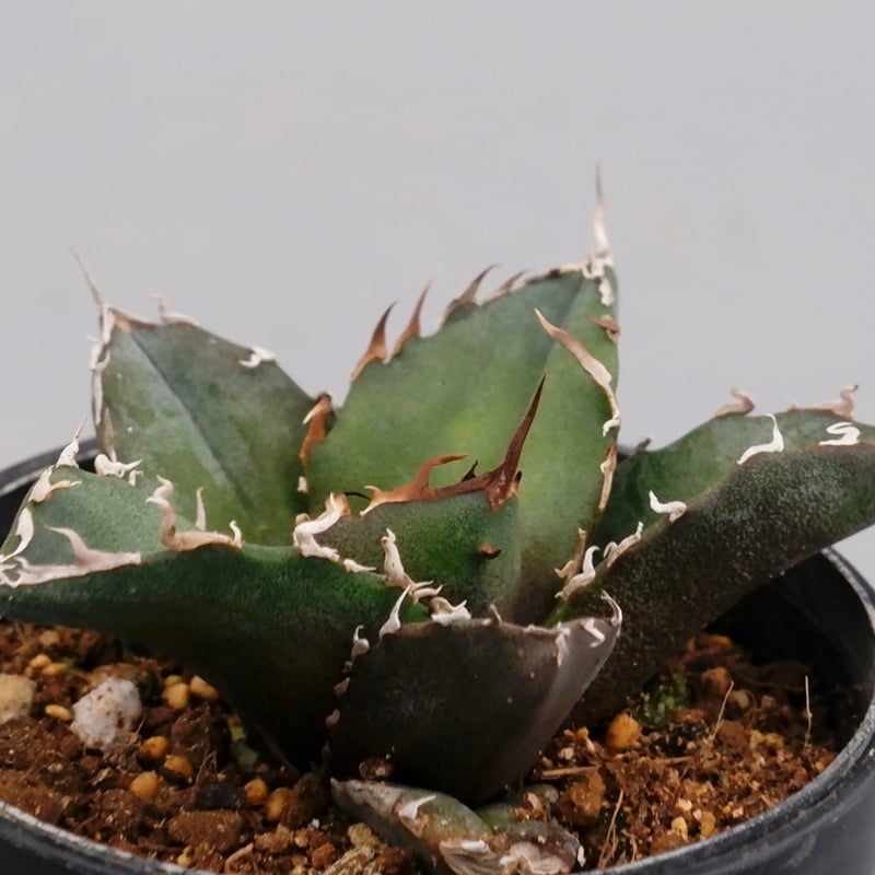 白鯨whitewhaleアガベ チタノタagave titanota