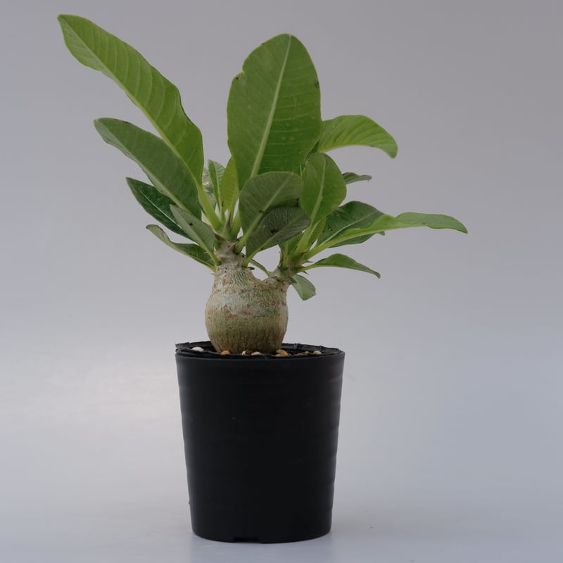 パキポディウム ウィンゾリーSサイズ005 Pachypodium windsorii