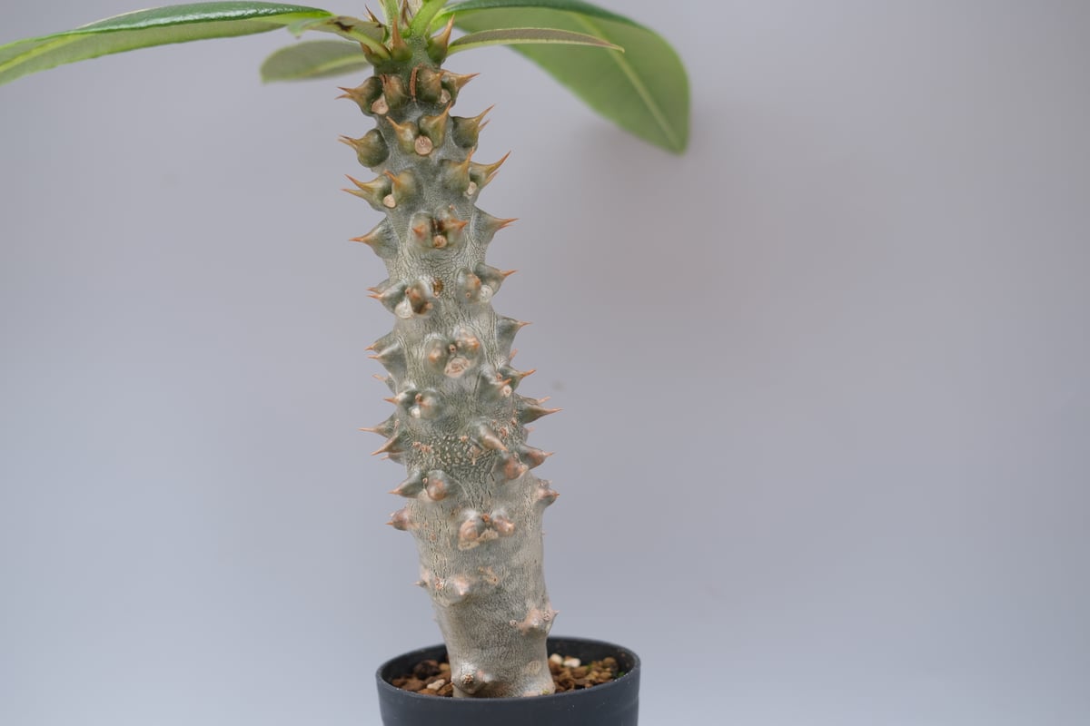 パキポディウム バロニー実生株035 Pachypodium baronii | Sunny