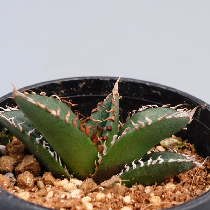 アガベ オテロイ 実生株 Agave oteroi seeding 084 | Sunny