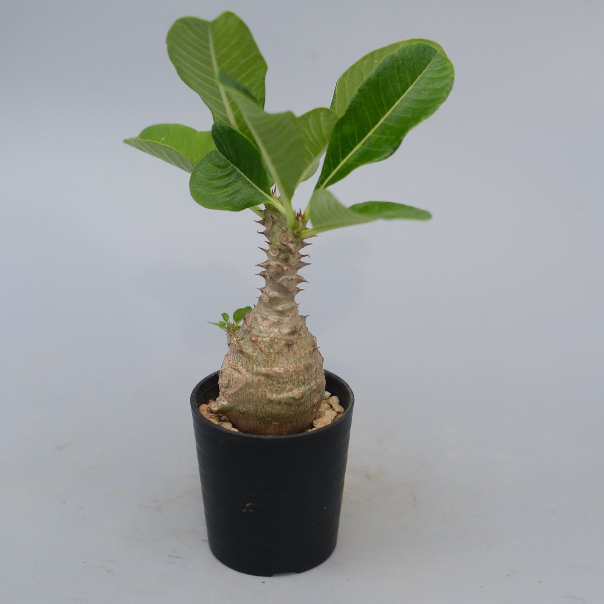 パキポディウム ウィンゾリー 実生株 070 Pachypodium windsorii |