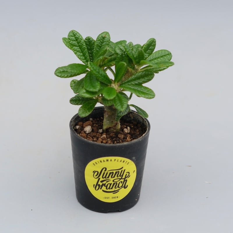 ドルステニア ギガス044 Dorstenia gigas | Sunny Branch