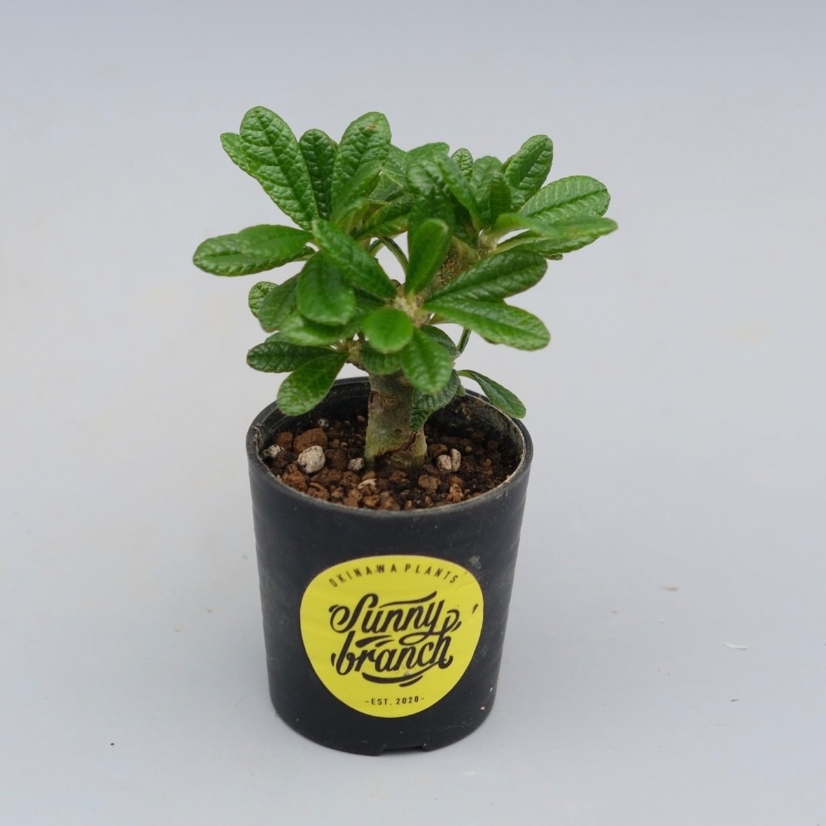 ドルステニア ギガス044 Dorstenia gigas | Sunny Branch