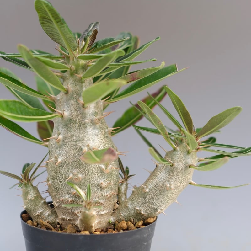 パキポディウム カクチペス 実生株 032 Pachypodium cactipes | Su