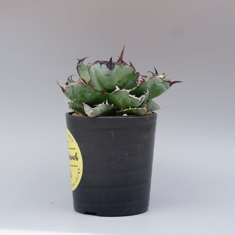 アガベ チタノタ ブラックアンドブルー Agave titanota BB 084 | Sun