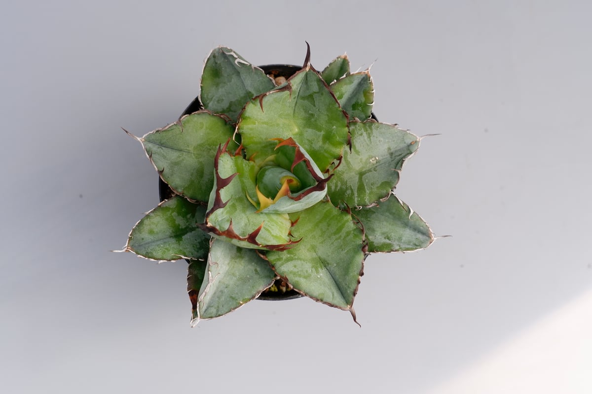 アガベ チタノタ ブラックアンドブルー Agave titanota BB 067 | Sun