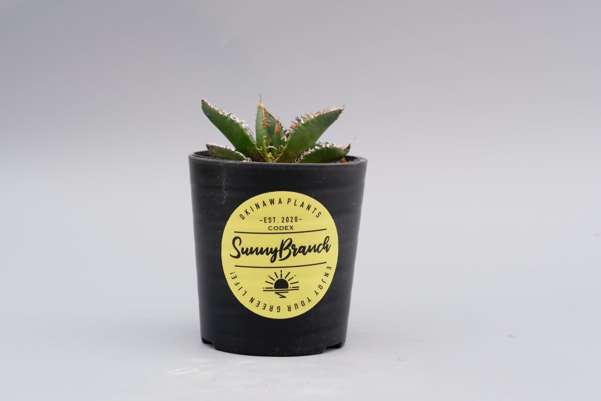 アガベ オテロイ 実生株 Agave oteroi seeding 083 | Sunny