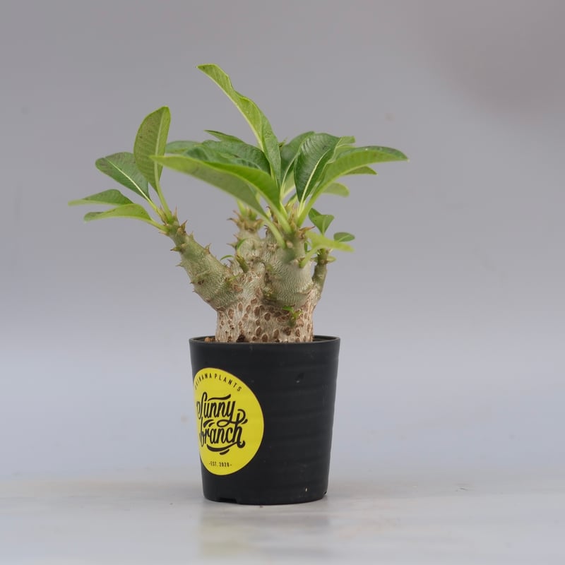 パキポディウム ウィンゾリー 実生株 088 Pachypodium windsorii |