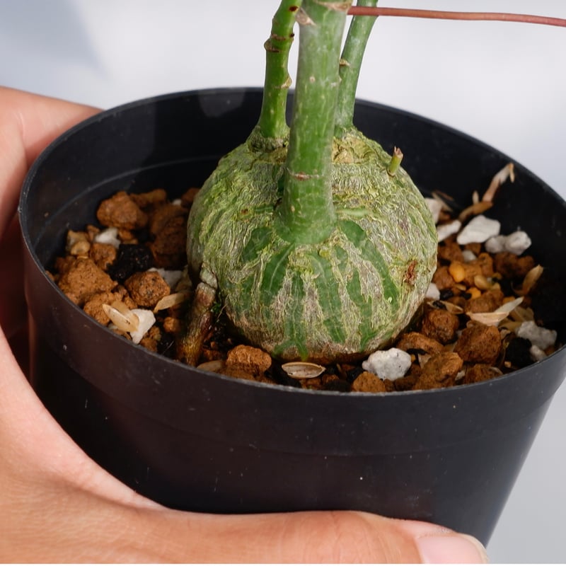 まんまる型 プセウド ボンバックス 031 Pseudobombax ellipticum