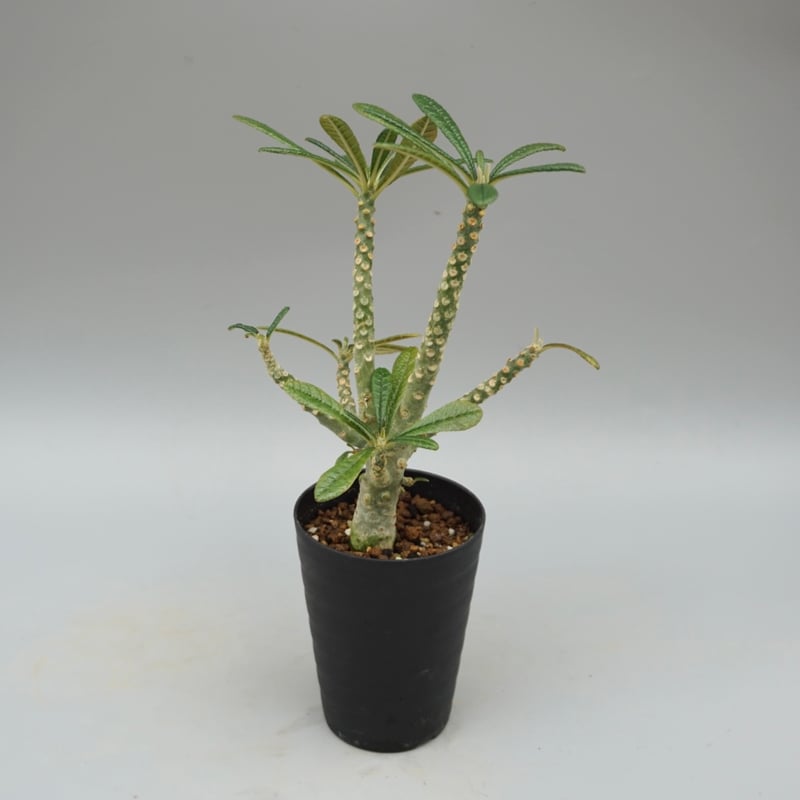 ドルステニア ギガス033 Dorstenia gigas | Sunny Branch