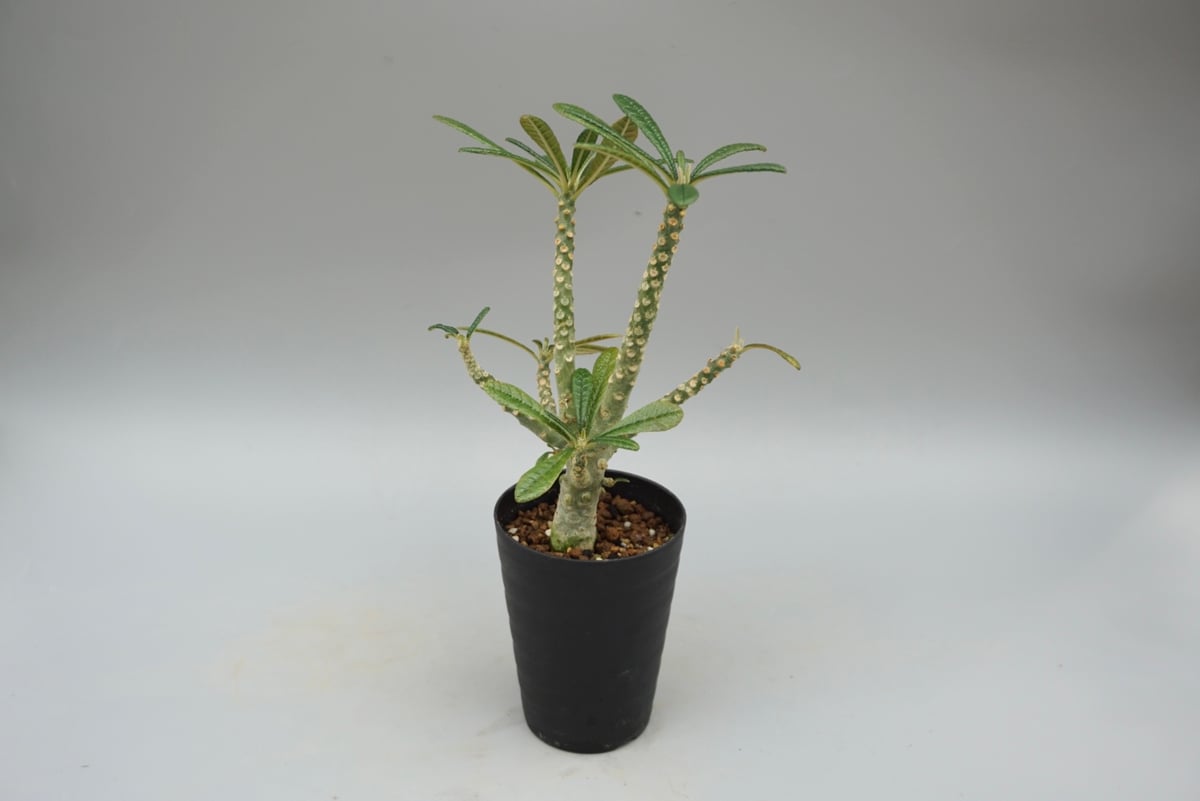 ドルステニア ギガス033 Dorstenia gigas | Sunny Branch