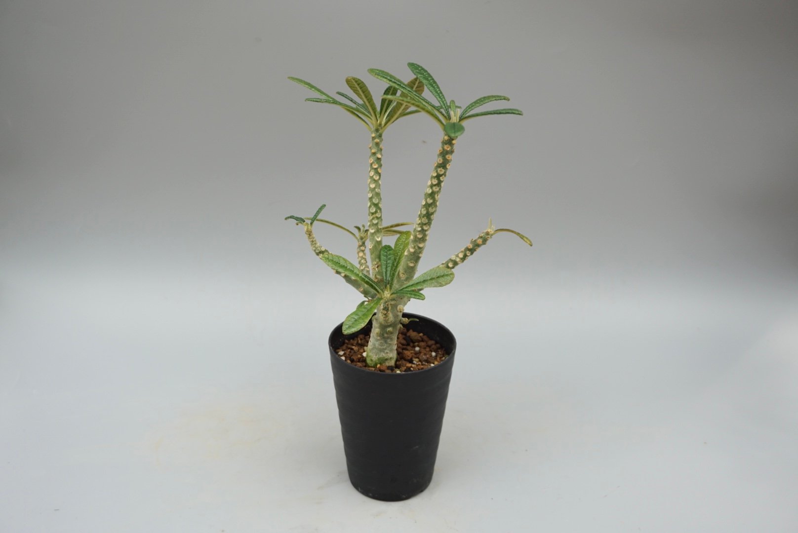 ドルステニア ギガス033 Dorstenia gigas | Sunny Branch