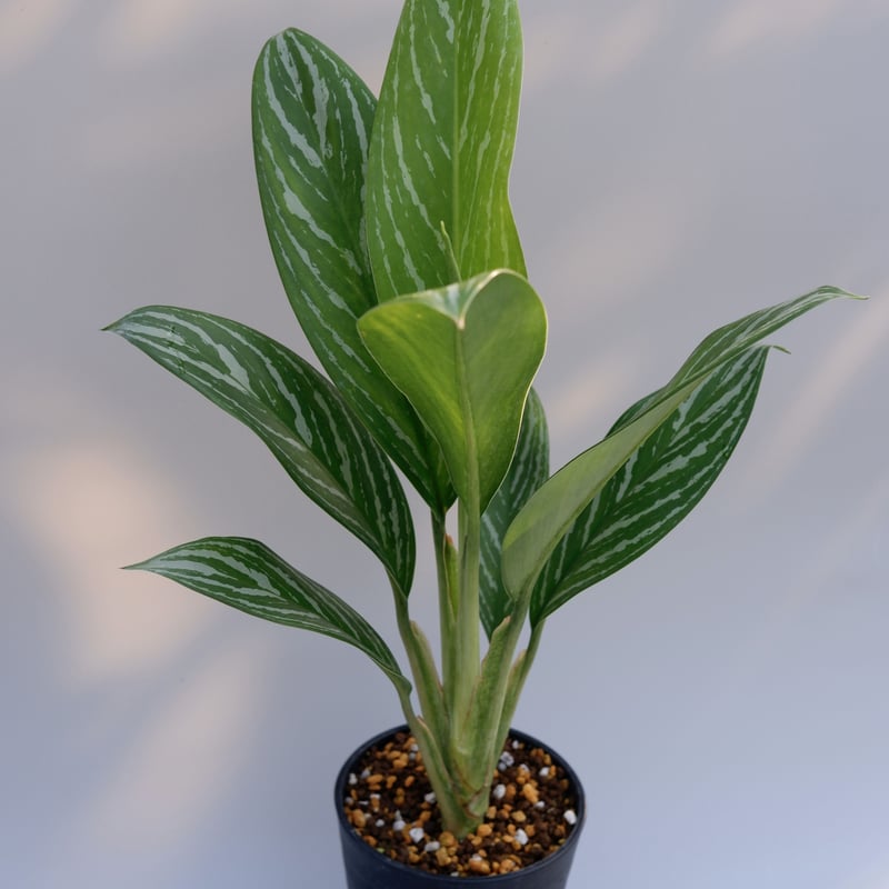 アグラオネマ リリアン Aglaonema 002 | Sunny Branch