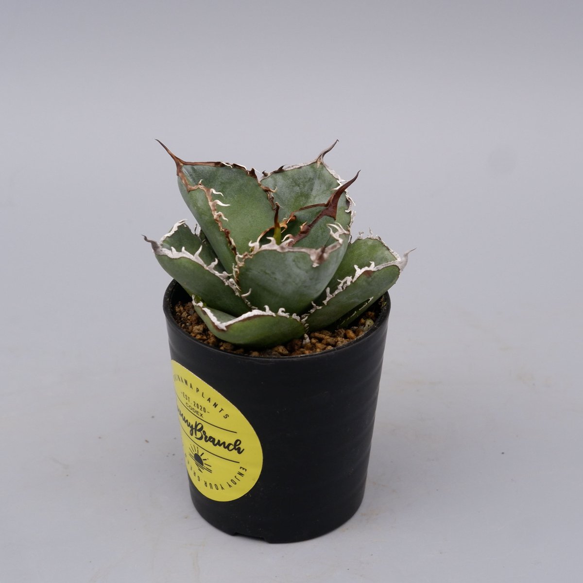 アガベ チタノタ 白鯨 Agave titanota white whale 183 | Su