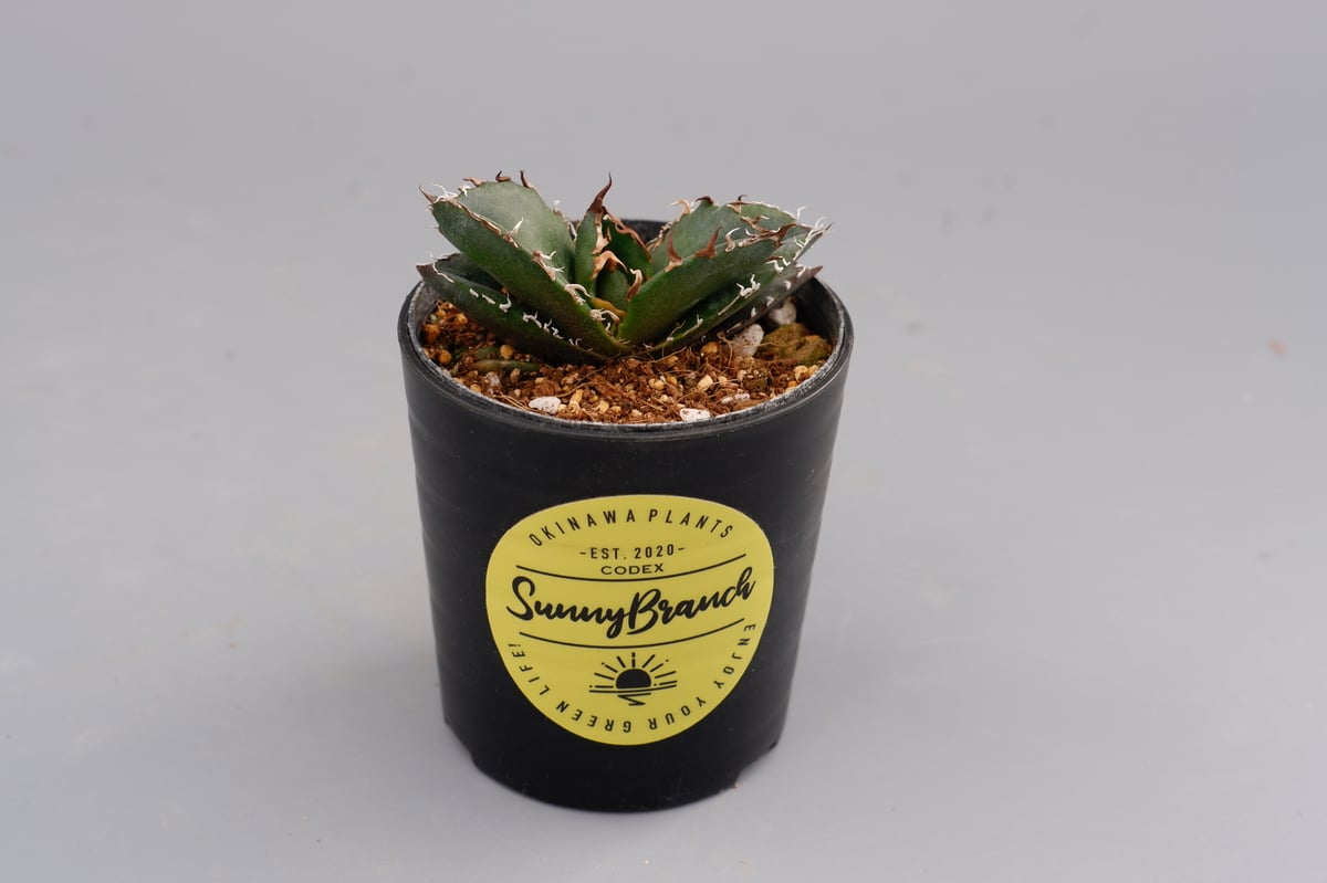 アガベ チタノタ 白鯨 Agave titanota white whale 108 | Su アガベ チタノタ 白鯨 Agave titanota white whale 108 | Su