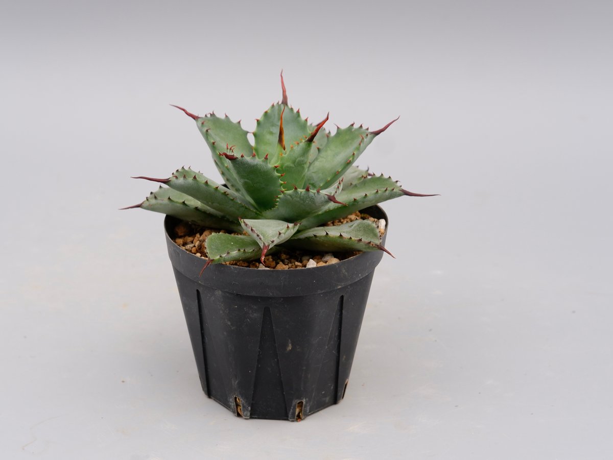 曲刺八雷（八荒殿×雷神 Agave macroacantha × potatorum）八荒雷神