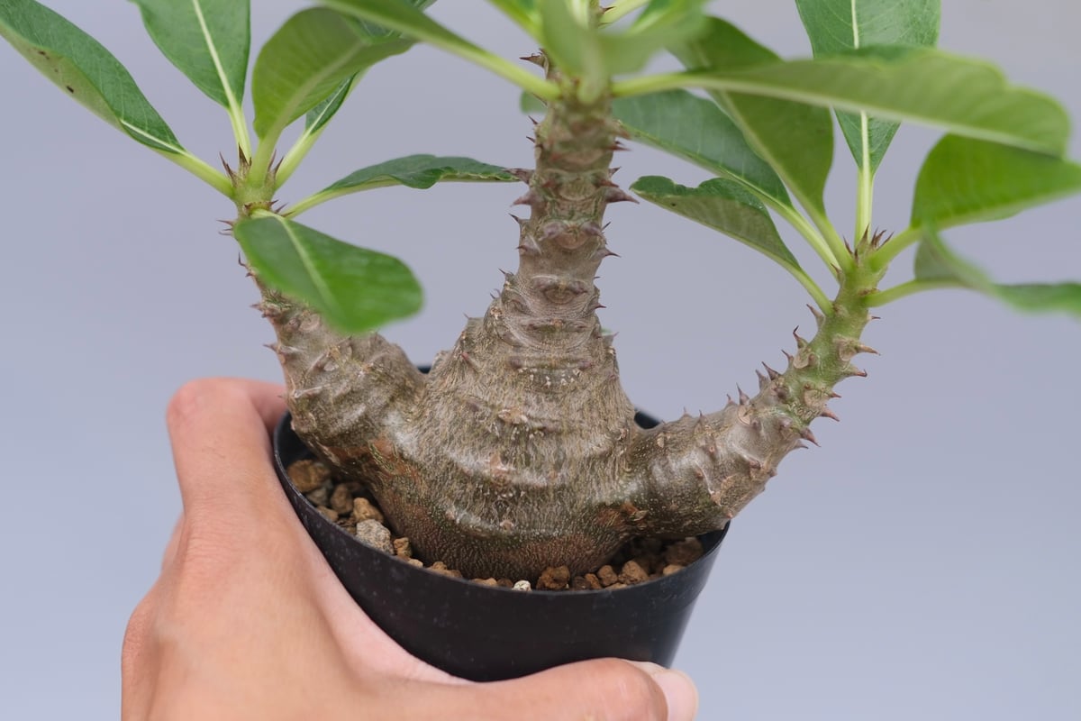 パキポディウム ウィンゾリー 実生株 077 Pachypodium windsorii |