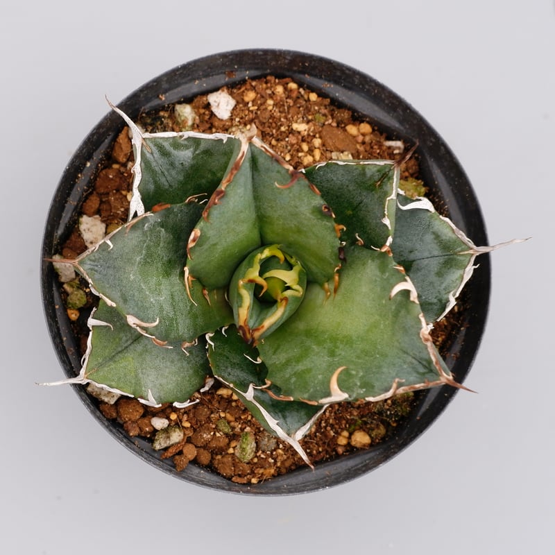 アガベ チタノタ 白鯨 Agave titanota white whale 119 | Su