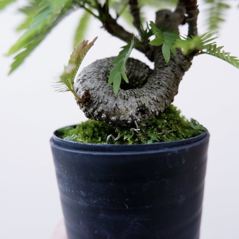 エバーフレッシュ 手乗りサイズ12 | Sunny Branch