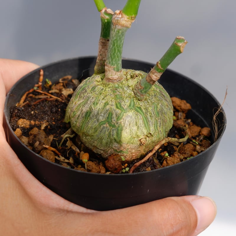 まんまる型 プセウド ボンバックス 028 Pseudobombax ellipticum