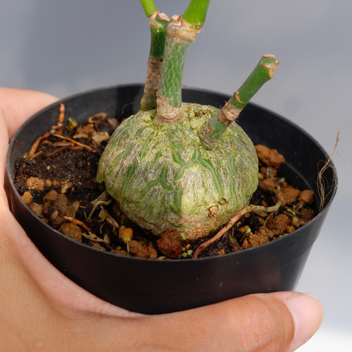 ボンバックス まんまる型 プセウド ボンバックス 028 Pseudobombax ellipticum |