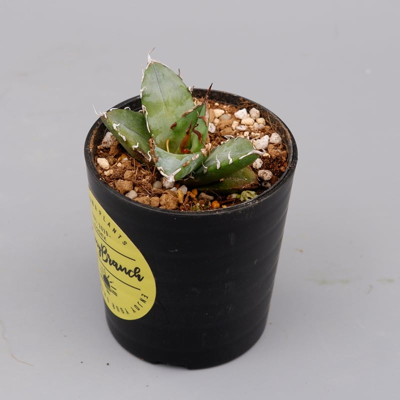 アガベ オテロイ 実生株 Agave oteroi seeding 067 | Sunny