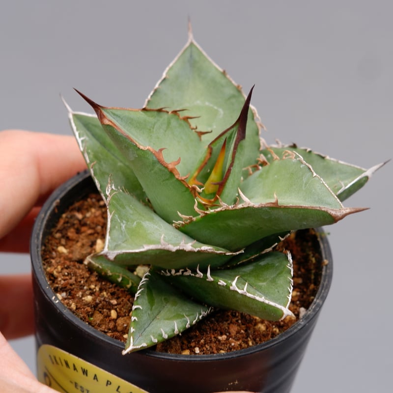 アガベ オテロイ 実生株 Agave oteroi seeding 074 | Sunny アガベ オテロイ 実生株 Agave oteroi seeding 074 | Sunny