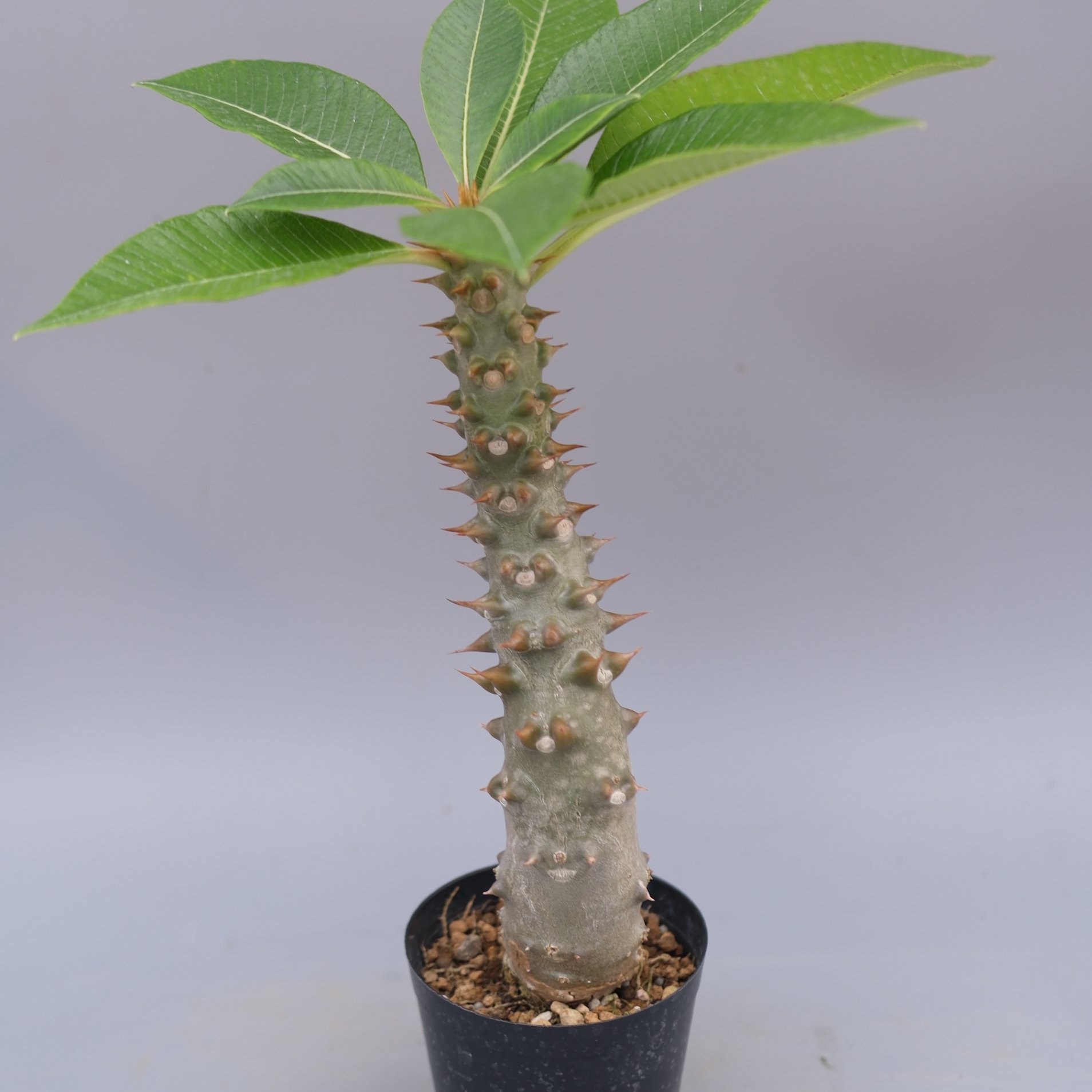 パキポディウム バロニー Pachypodium baronii パキポディウム バロニー実生株043 Pachypodium baronii | Sunny