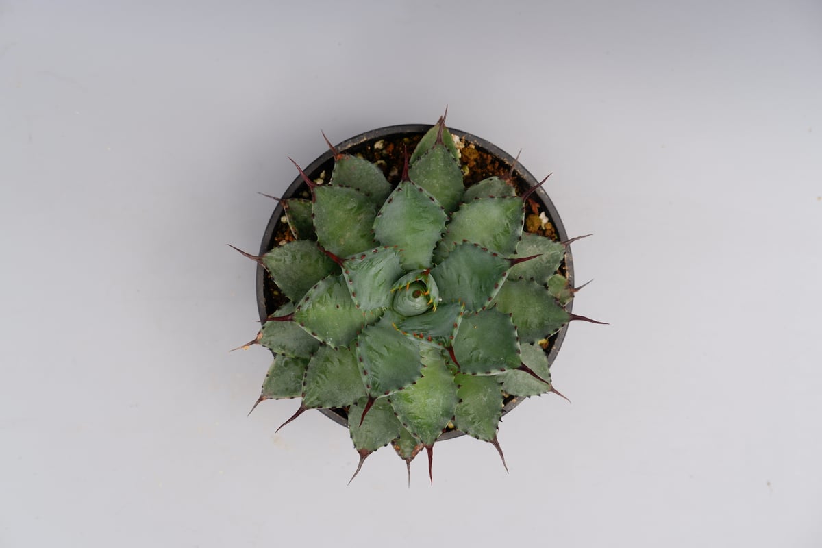 曲刺八雷(八荒殿×雷神 Agave macroacantha × potatorum)八荒 曲刺八雷(八荒殿×雷神 Agave macroacantha × potatorum)八荒