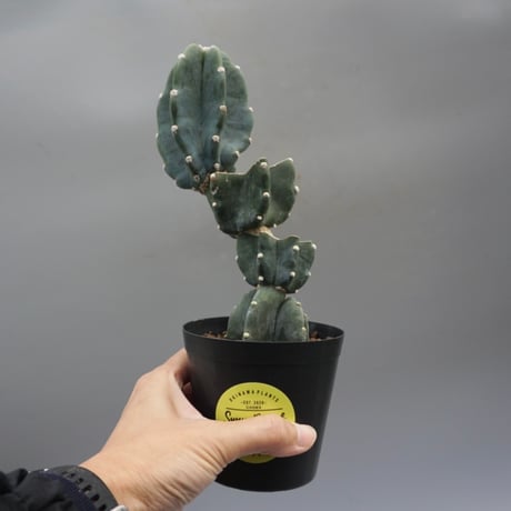 サボテン スピラリス 2本セット　ユーフォルビア　アガベ　カクタス　柱サボテン Eulychnia castanea f. spiralis 【ユーリキニア・カスタネア