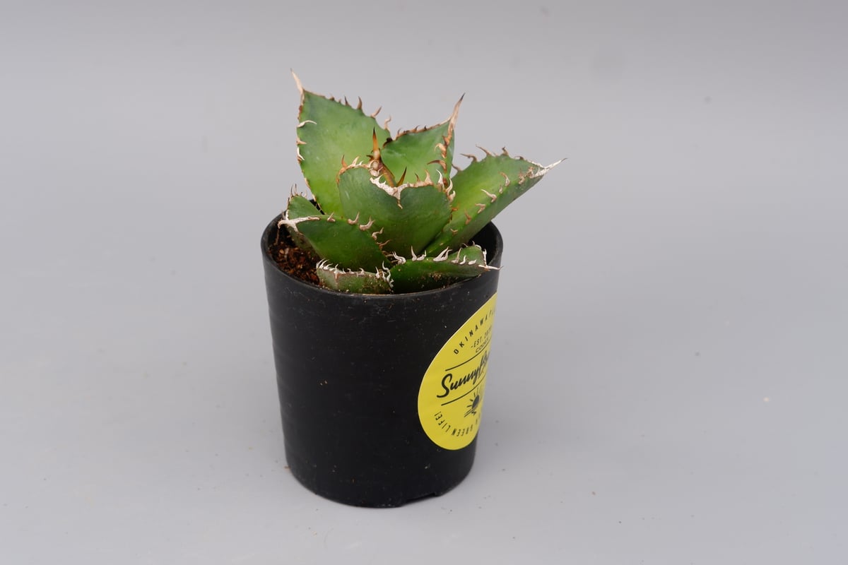 アガベ　チタノタ　海王 アガベ チタノタ 海王 Agave titanota 海王 007 | Sunny Branch