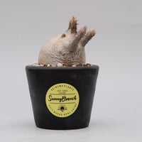 希少】斑入り トックリラン ノリナ | Sunny Branch