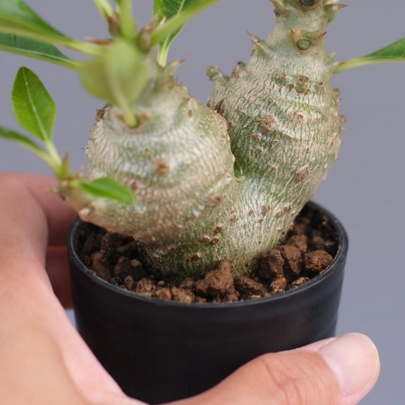 パキポディウム ウィンゾリー 実生株 090 Pachypodium windsorii |