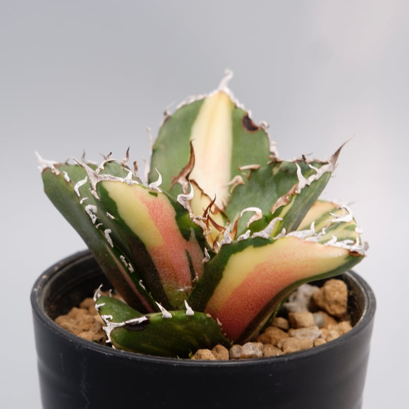 斑入り】アガベ チタノタ 白鯨 Agave titanota white whale 174