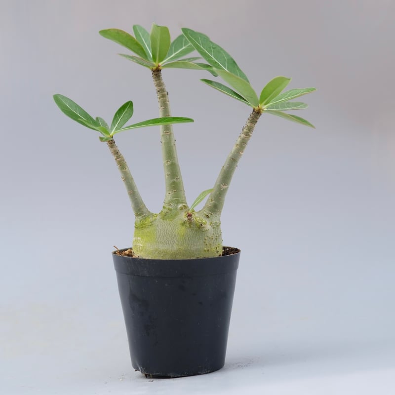アデニウム アラビカム PNW 実生株 Adenium arabicum Phet na wa
