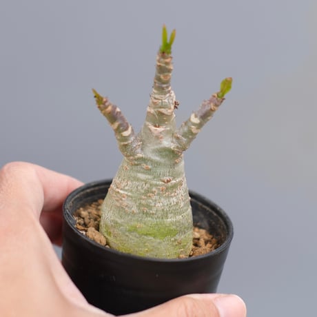 adeniumarabicum | STORES