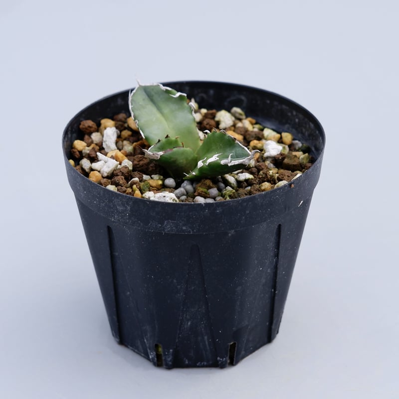 Agave titanota 白火焔 ホワイトファイヤー 014 子株 | Sunny Branch