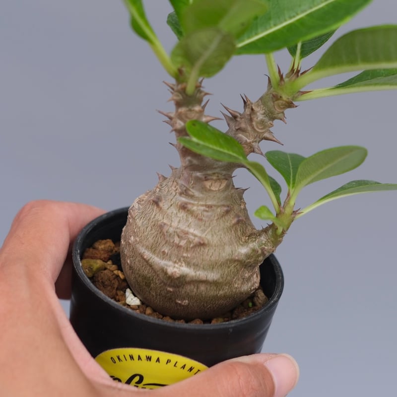 国内実生 パキポディウム ウィンゾリー パキポディウム ウィンゾリー 実生株 072 Pachypodium windsorii