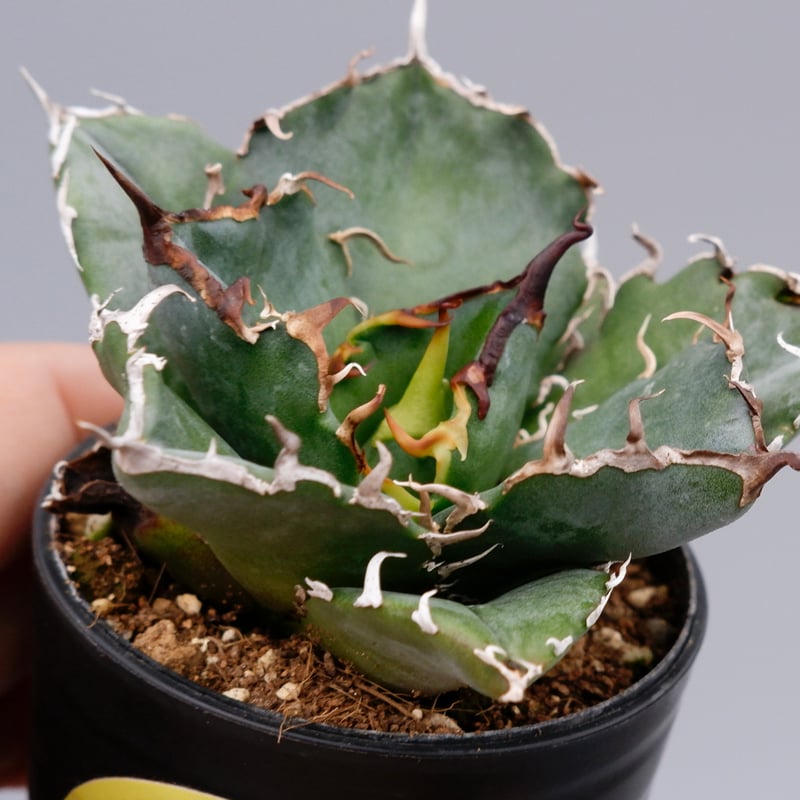 アガベ チタノタ 白鯨 Agave titanota white whale 097 | Su