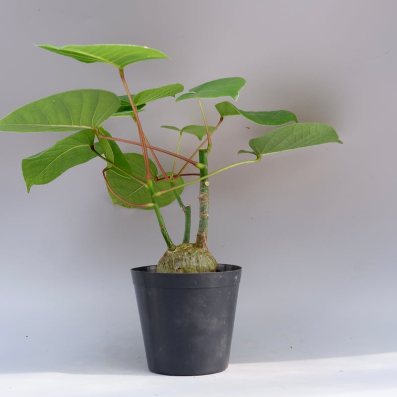 超大型 ボンバックス Pseudobombax ellipticum 鉢付 プセウドボンバックス エリプティクム / Pseudobombax