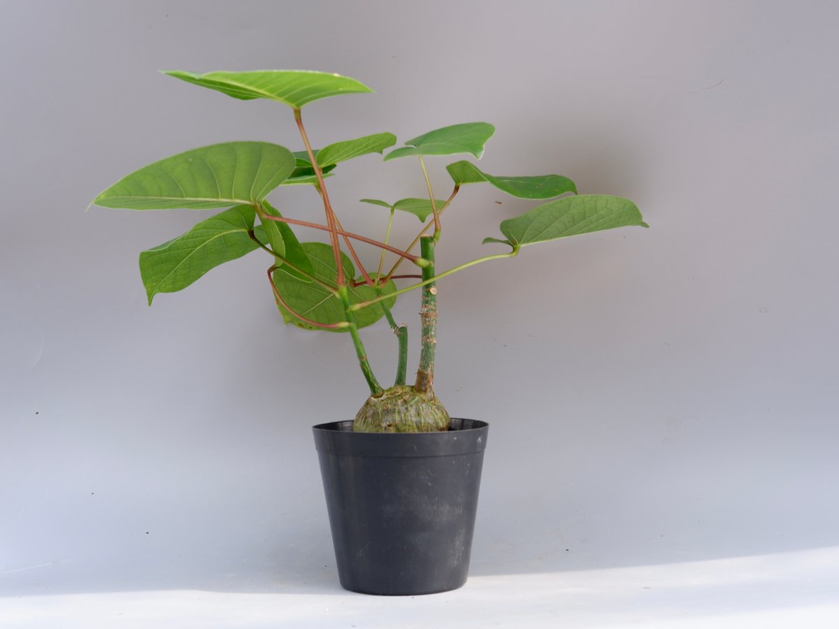 プセウド ボンバックス Pseudobombax ellipticum プセウドボンバックス エリプティクム / Pseudobombax