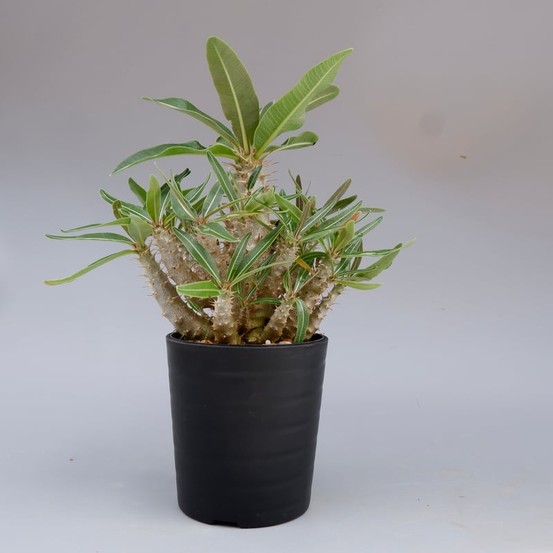 パキポディウム カクチペス 実生株 016 Pachypodium cactipes | Su