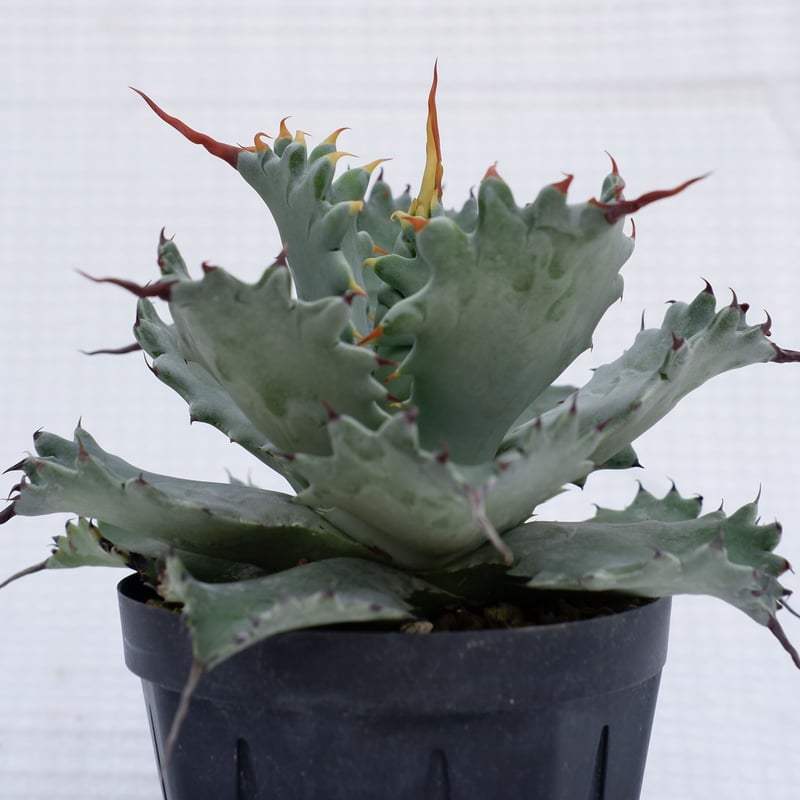 アガベ ポタトラム スポーン005 Agave Potatorum 'SPAWN' | Sun アガベ ポタトラム スポーン005 Agave Potatorum 'SPAWN' | Sun