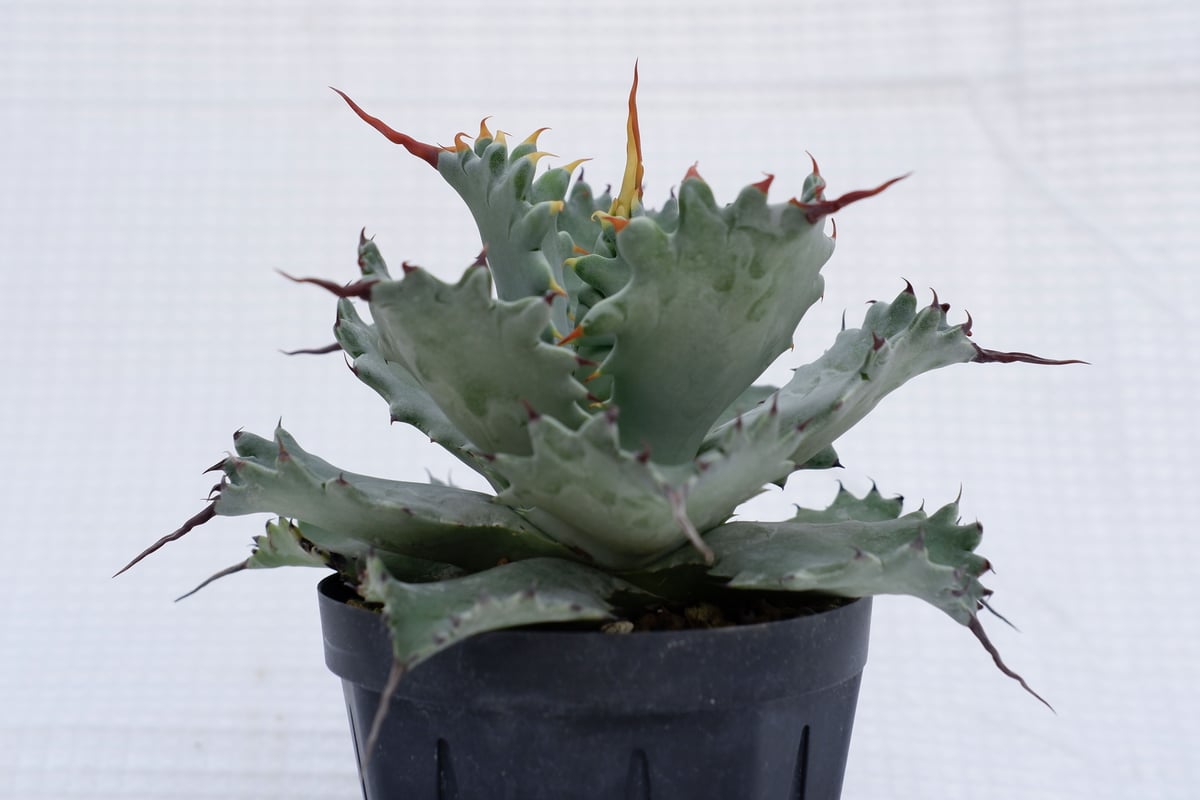 ソウラボAGAVE- [ Z ] ERO BOTANIZE PLA POT