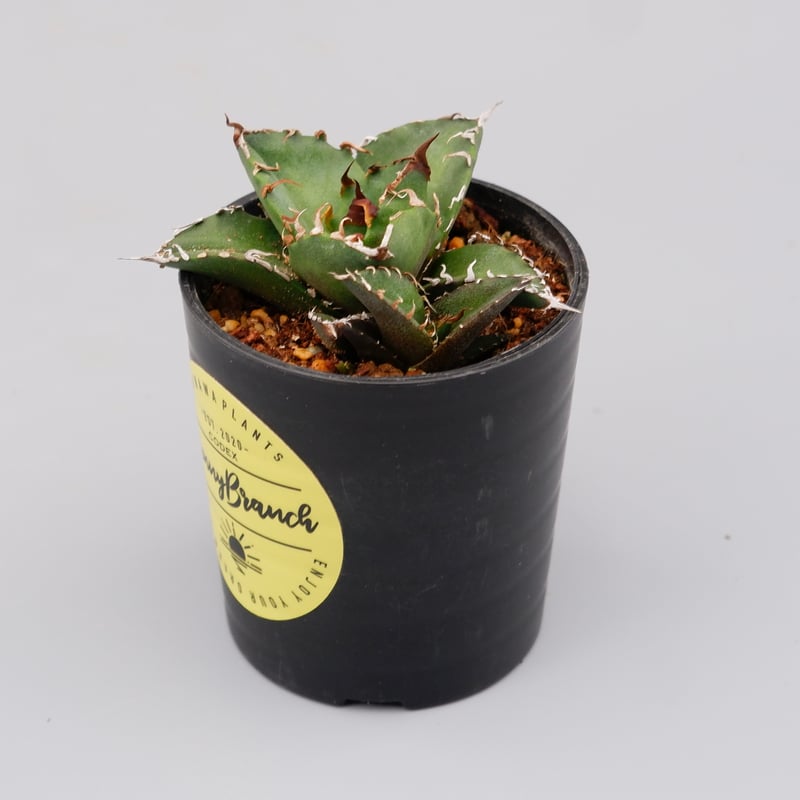アガベ チタノタ シーザー 子株付き Agave titanota caesar 109