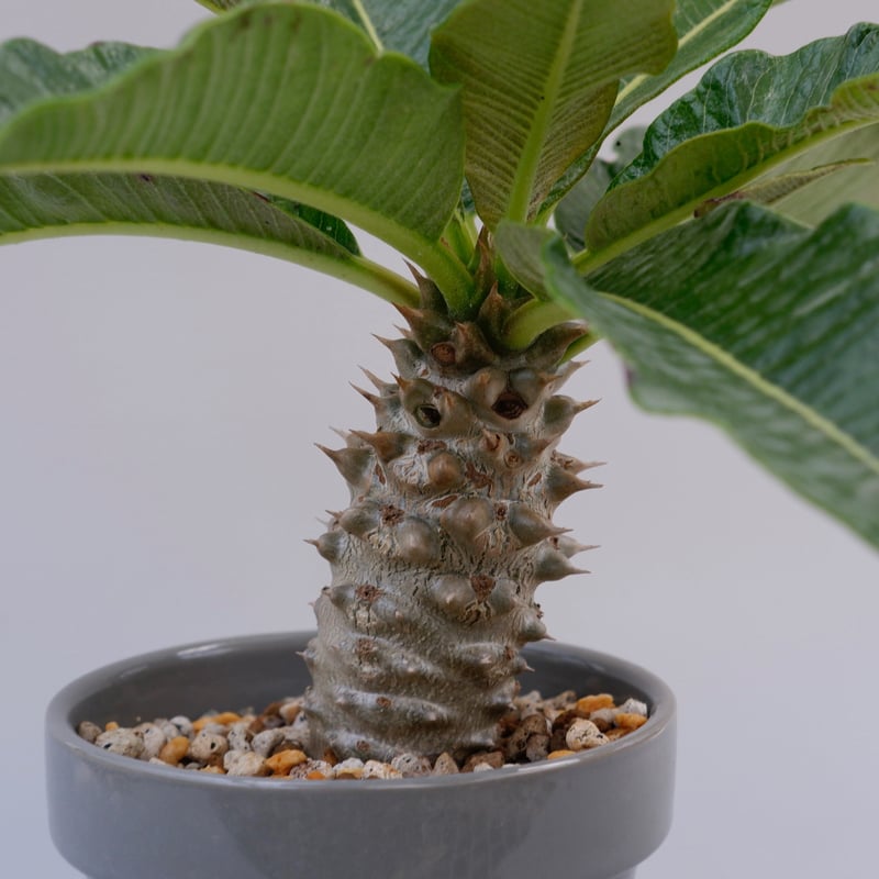 パキポディウム バロニー実生株002 Pachypodium baronii | Sunny