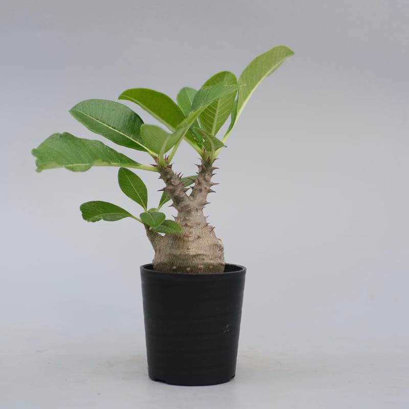 パキポディウム ウィンゾリー 実生株 072 Pachypodium windsorii |