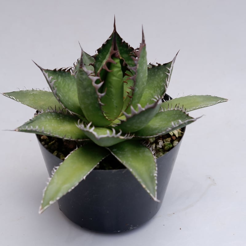 二度と見つからない激レア　蓮棘　美形　Agave horrida ホリダ　ア 種子] アガベ ペロテンシス Agave horrida perotensis | ドライ