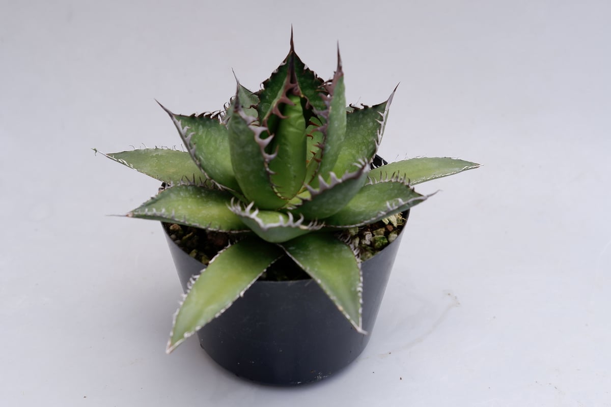 アガベホリダ極上株　Agave horrida No.AHRD021 アガベホリダ極上株 Agave horrida No.AHRD021 アガベ ホリダ