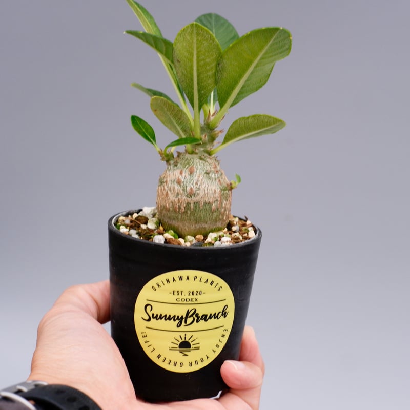 パキポディウム ウィンゾリー 実生株 016 Pachypodium windsorii